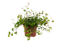 Pletter i luften 11 cm